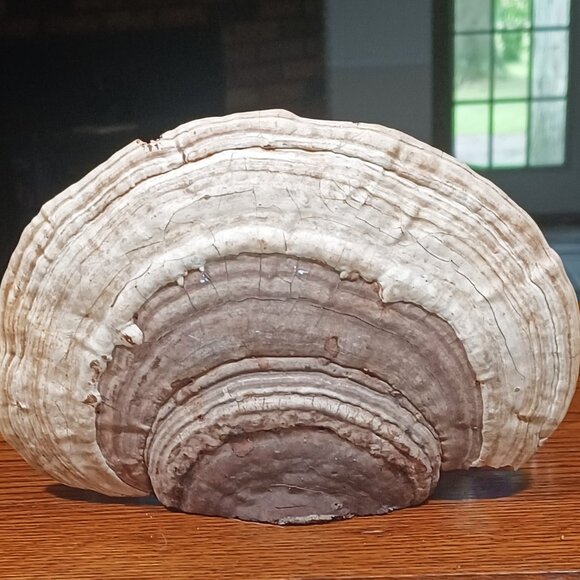 Vintage Hand Painted Tree Conk Shelf Mushroom Fungus FOLK ART - Picture 2 of 6